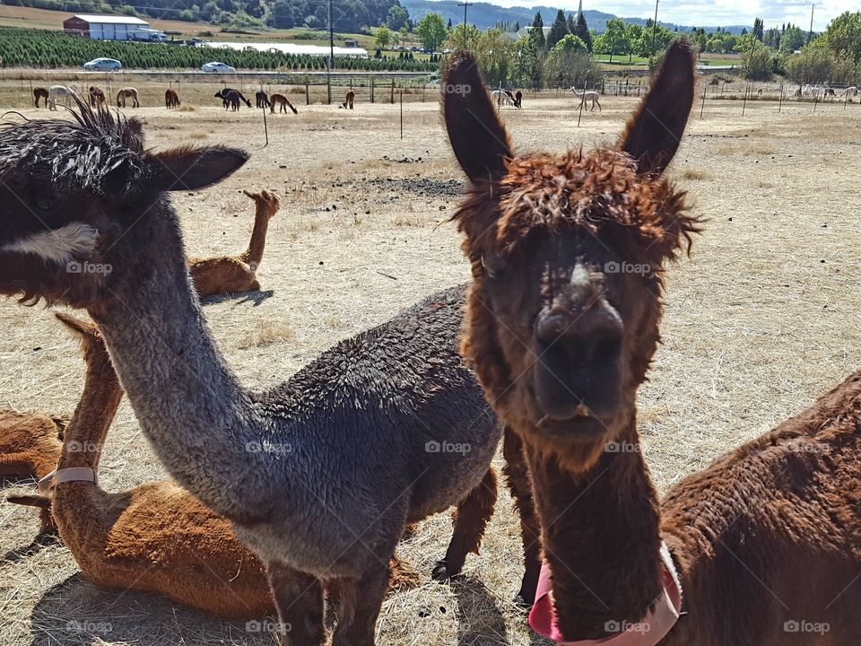 Portrait  of alpacas