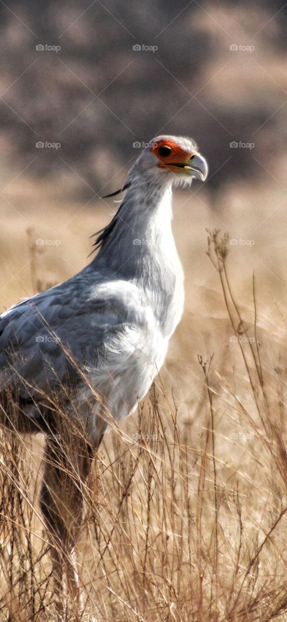 Secretary bird