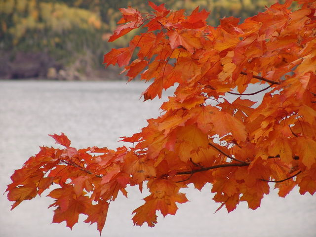 Canadian Maple Leaf