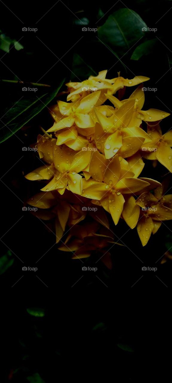 naturelove, beautiful flowers, yellow love