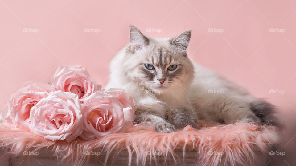 Silver-tabby Neva masquerade (Siberian color-point) cat portrait with roses on light pink background