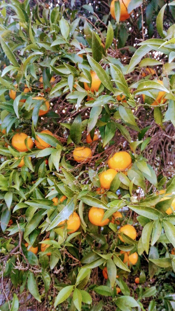 Manderin orange tree