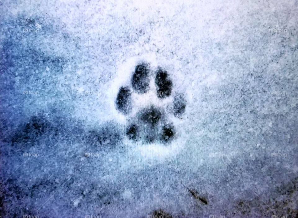Cat paw footprint melted in snow on decking. Perfect looking kittys paw print.