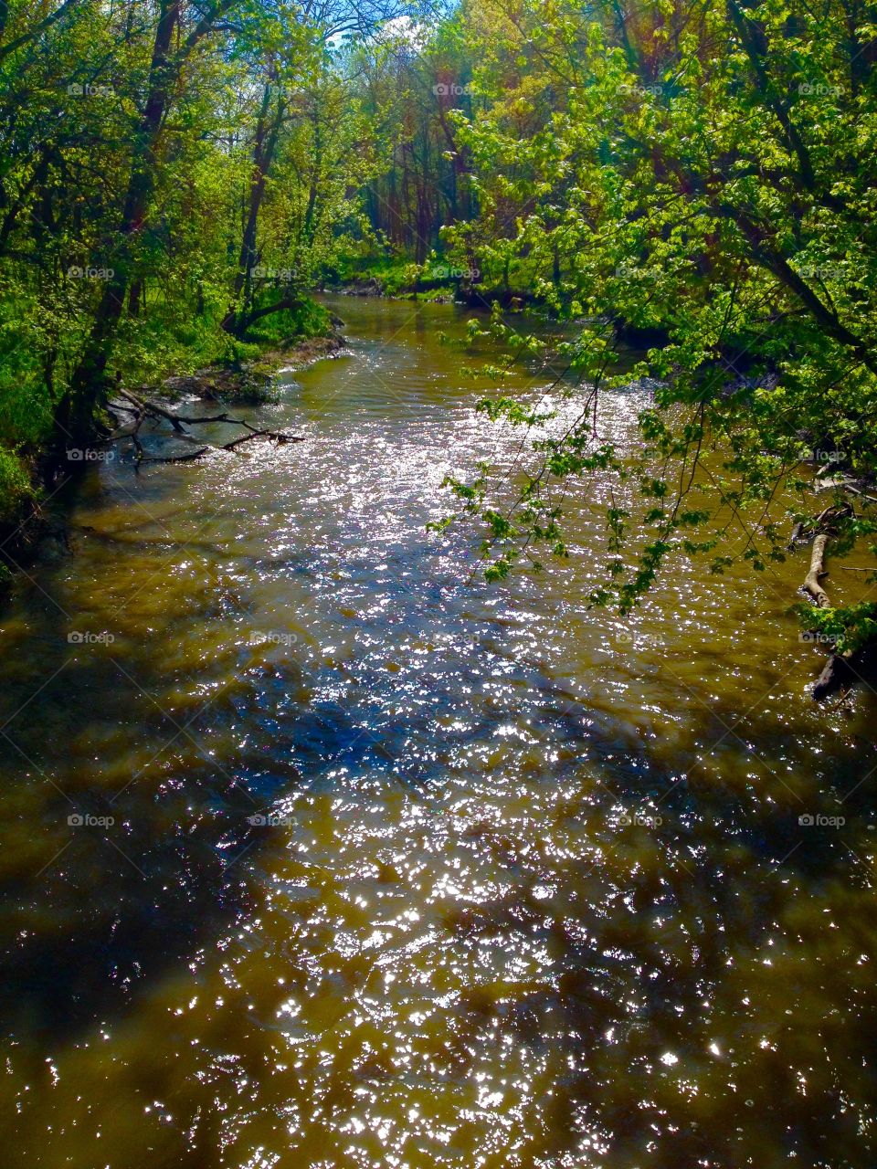 River in forest