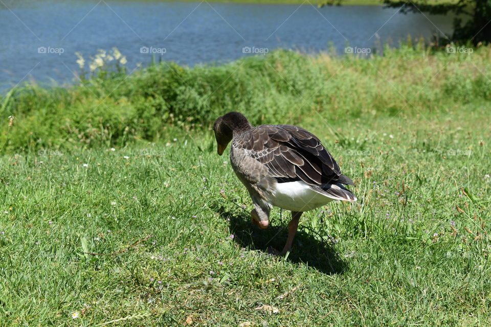 Duck in a park