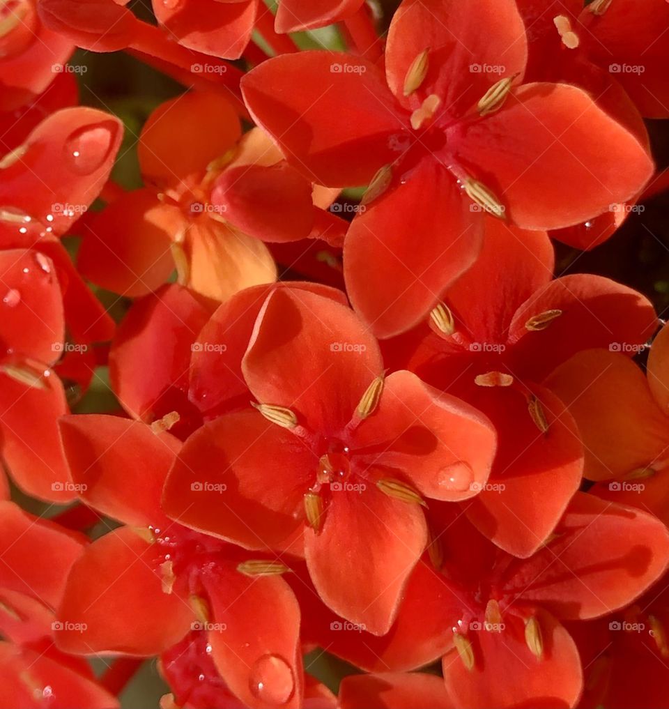 Flowers with dew drops 