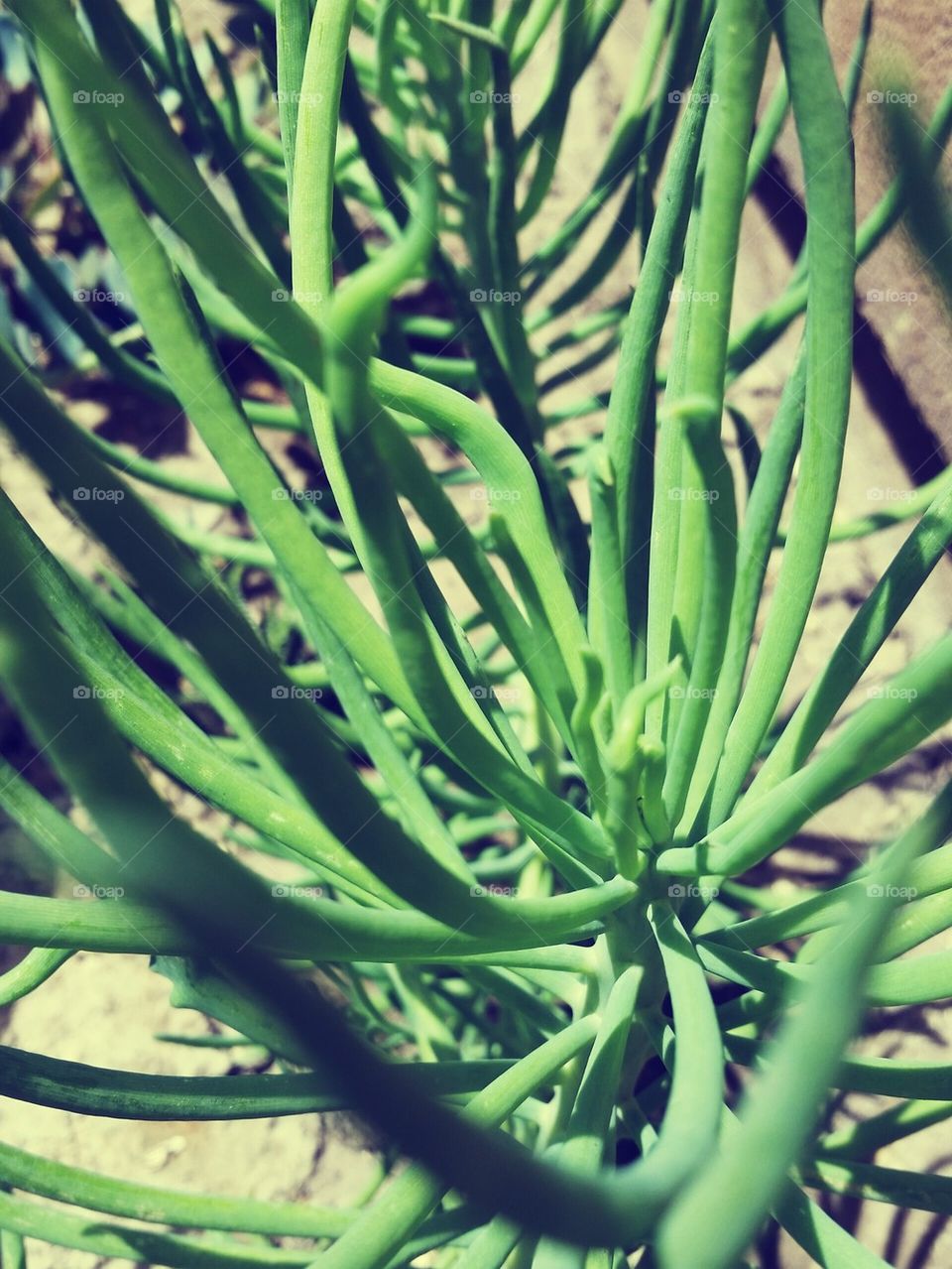 succulent