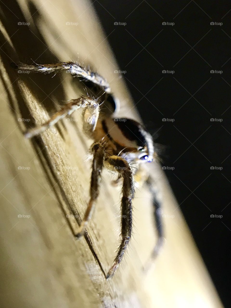 Spider on wood