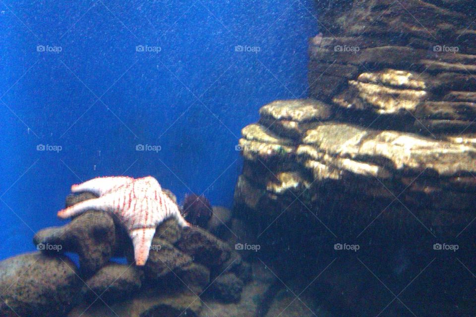 Starfish Rest. Starfish in a tank.