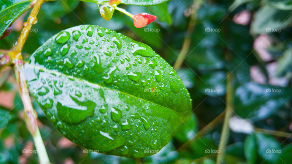 Rain plant