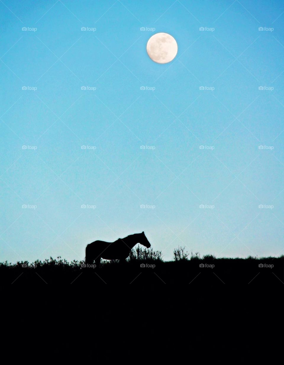 Taken during a full moon in Colorado, this photo features the silhouette of a horse on a clear, blue evening  