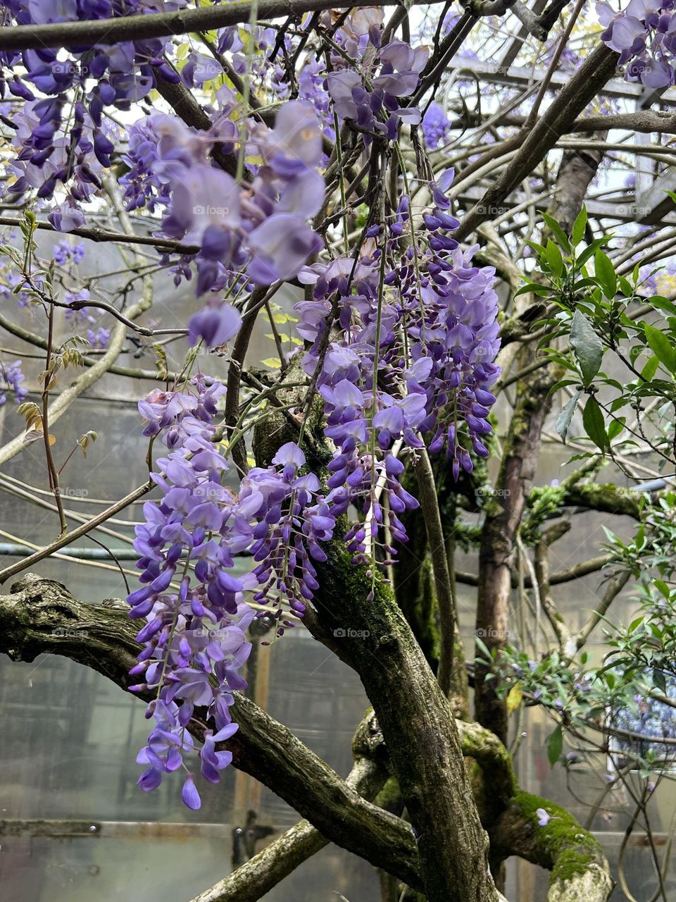 Wisteria flower in Yang Ming Shan 