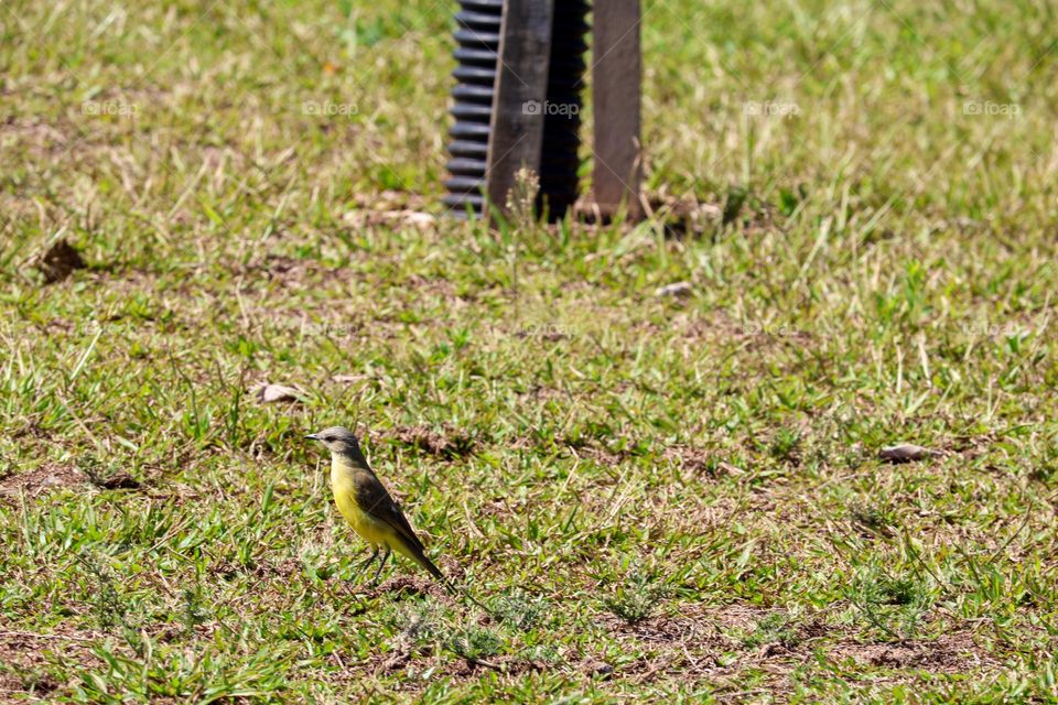 A beautiful yellow bird walks among the green grass, in a quiet natural environment, with a soft light illuminating the scenery. The presence of the bird brings life and movement to the field.
