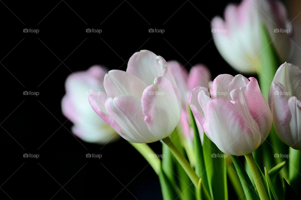 Studio shot of pink tulips