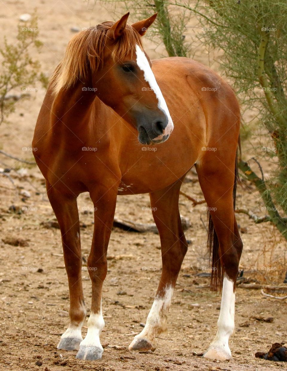 Wild Horse in the Desert