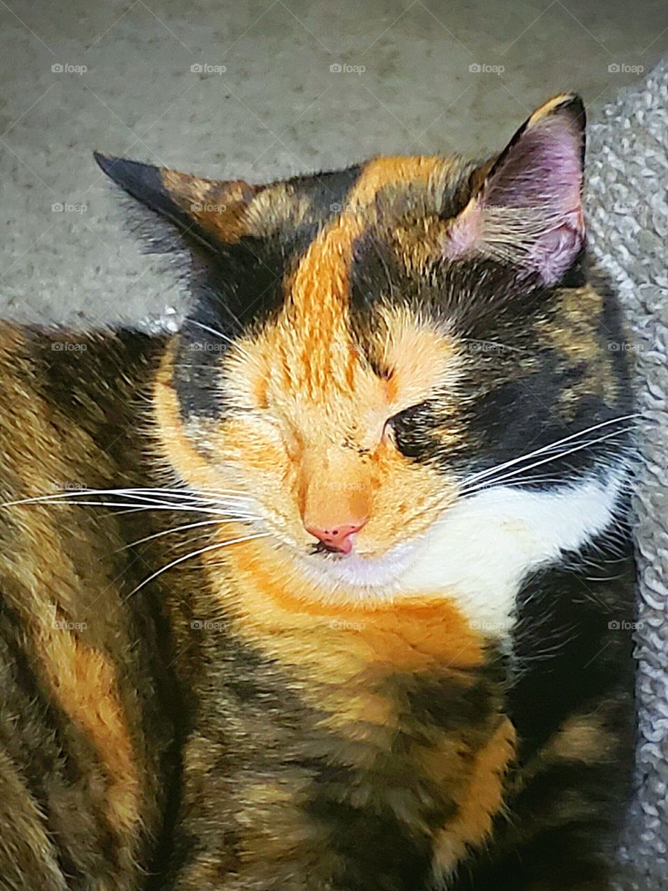 5 year old calico cat