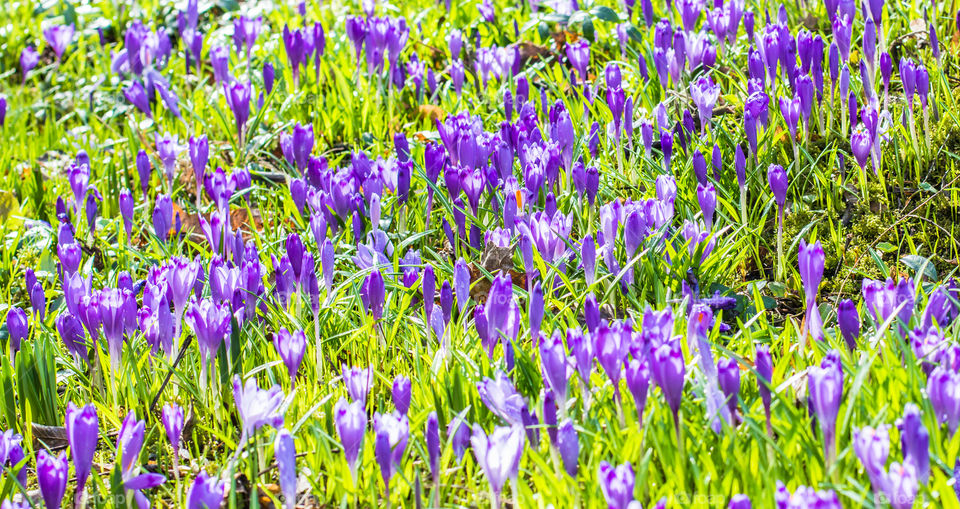 Spring flowers - crocuses