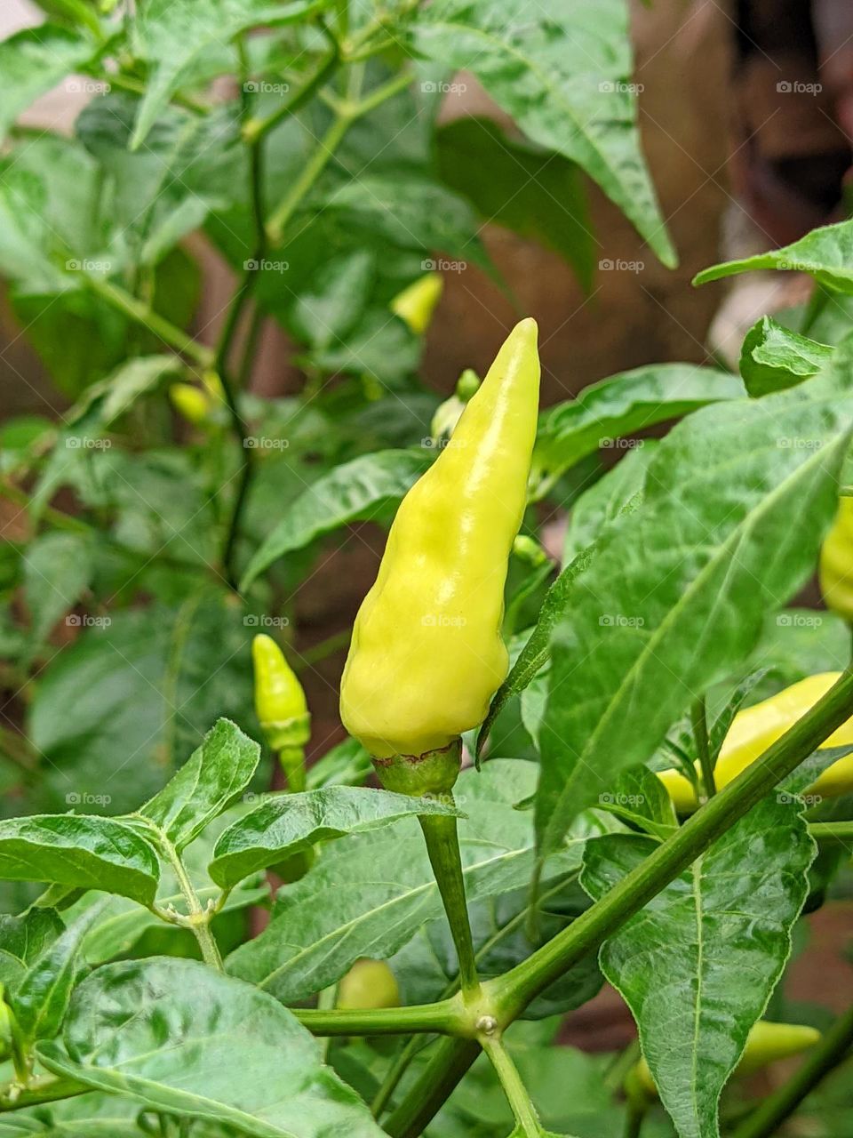 chilli🌶️🥵👈😅