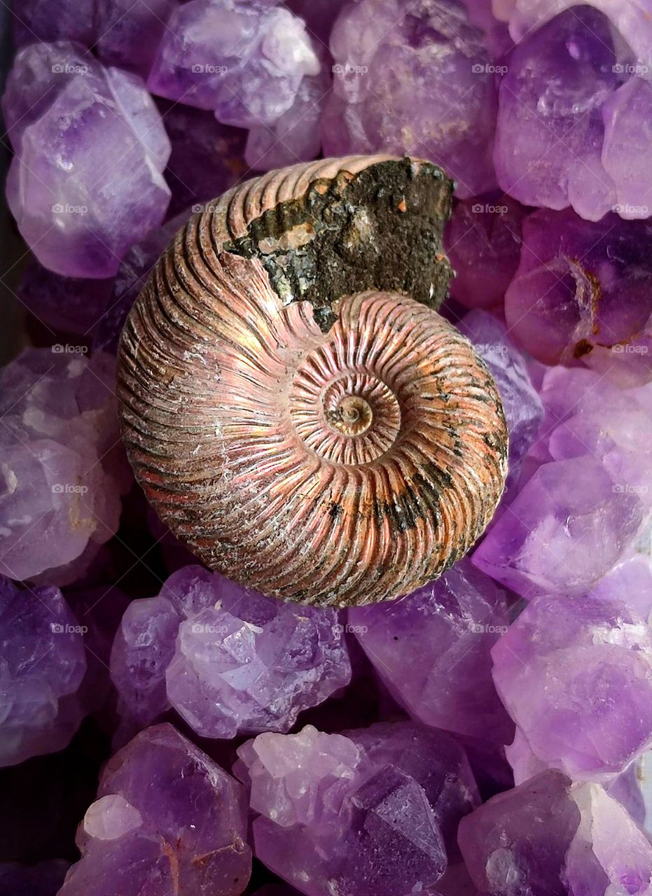 purple cascade.  Purple amethyst crystals on which lies a brown ammonite.  inanimate and living.  Contrast.