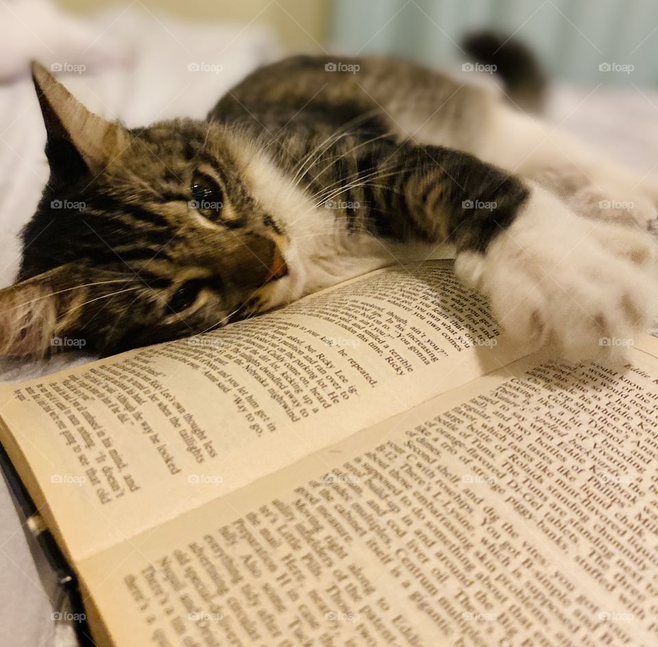 Cat laying over a book 