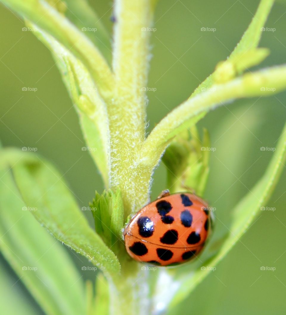 Lady bug on a green plant 