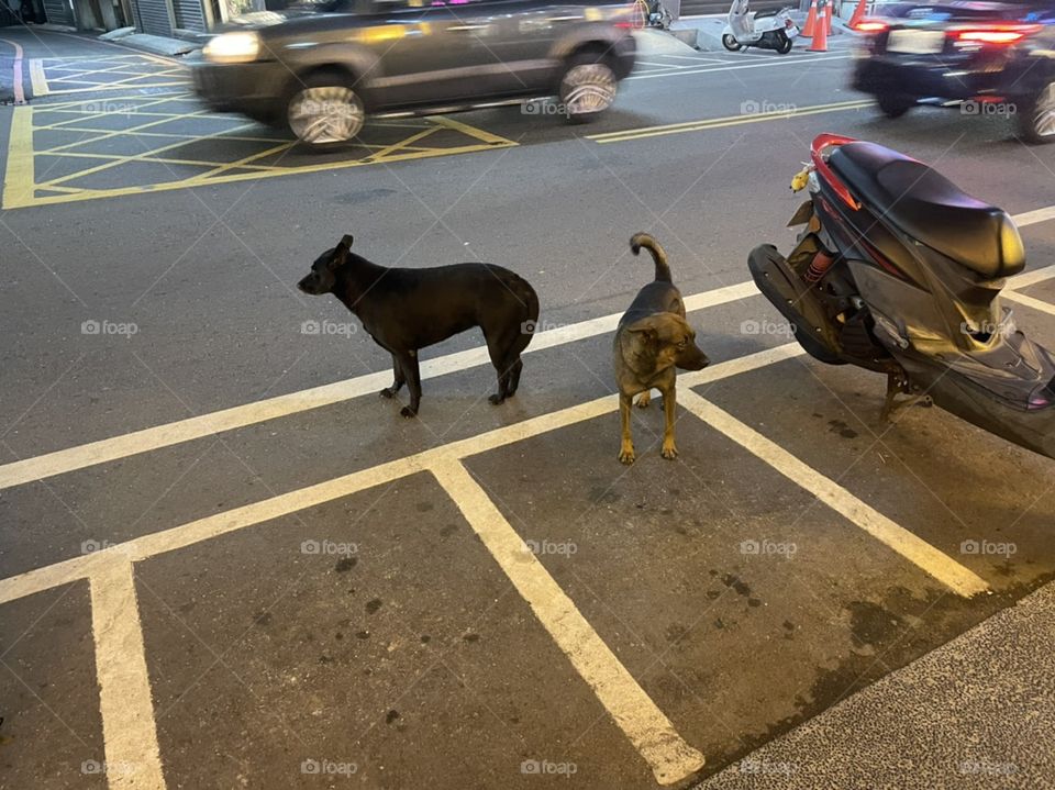 Two stray dogs stand on the side of the road. Beside them are scooters, and in the back are cars zooming past. One of the dogs is black, one is brown. It is nighttime.