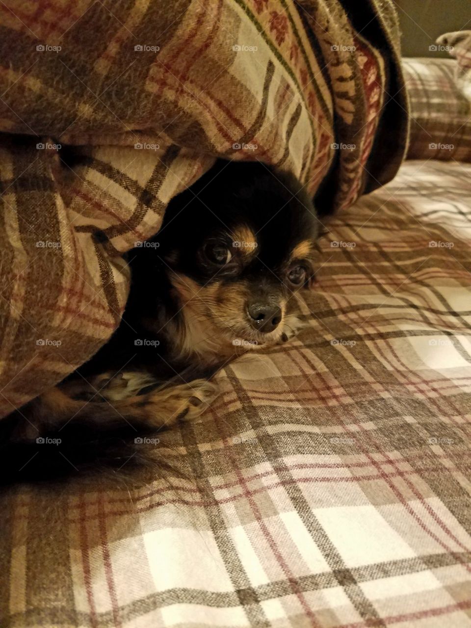 Look who's hiding under the covers!