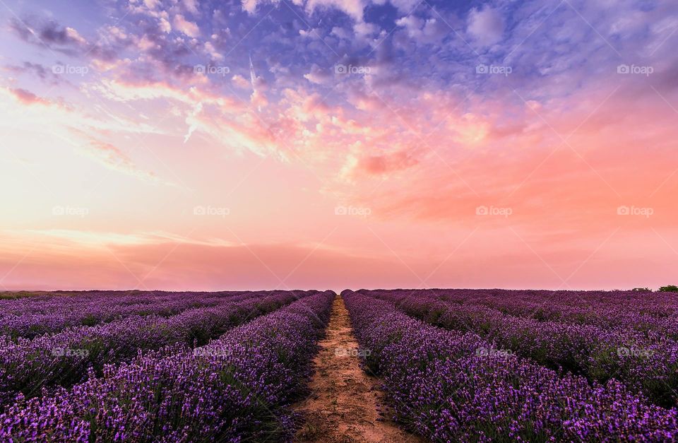 a stunning flower landscape in the flower field at sunset