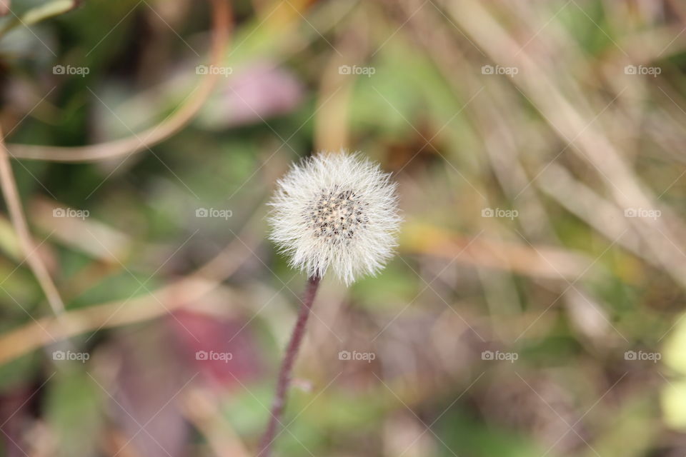 Dandelion drama