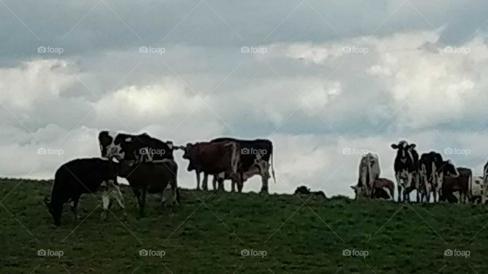 Agriculture, Mammal, Hayfield, Farm, Cattle
