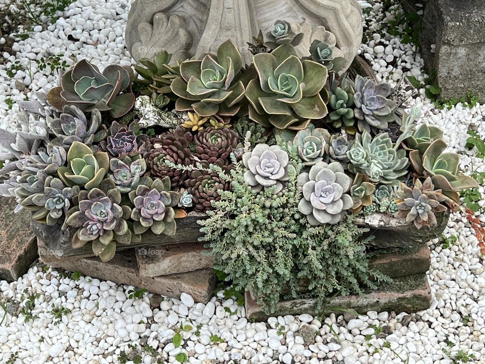 succulent plants in Yuanshan Flower Expo Park