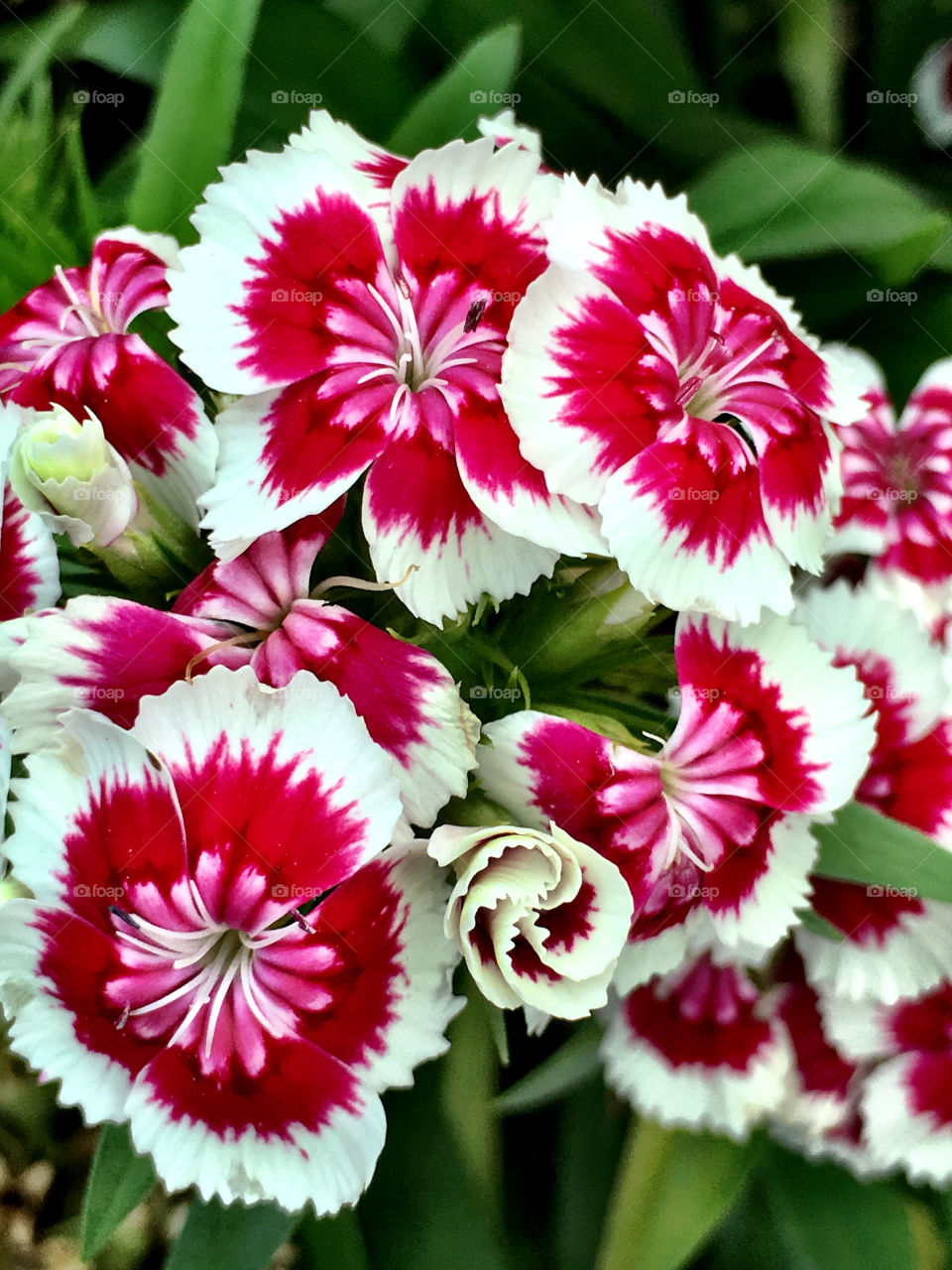 "Red and White Pinwheels"
I don't know what these tiny flowers are called, but they caught my eye with their vibrant red petals. They shared a garden with various other perennial flora.