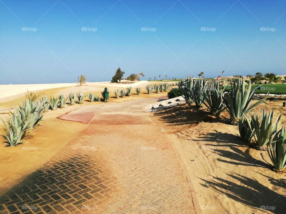 The old golf cart road on the golf course in desert. With beautiful arrangement of cactus plants.