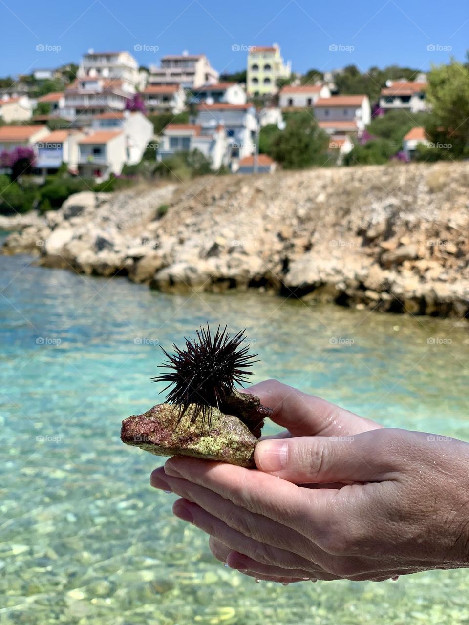 Sea ​​urchin, vacation, water, summer, landscape, sea coast