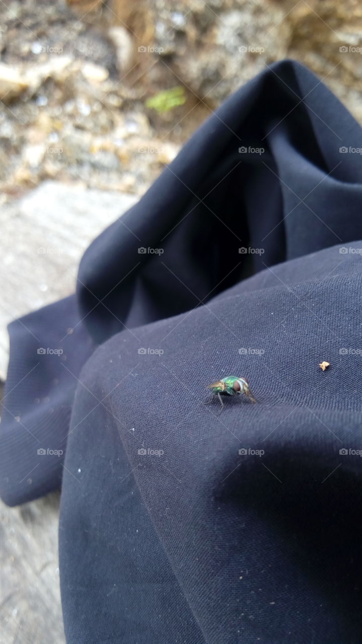 multicoloured fly on my cloth