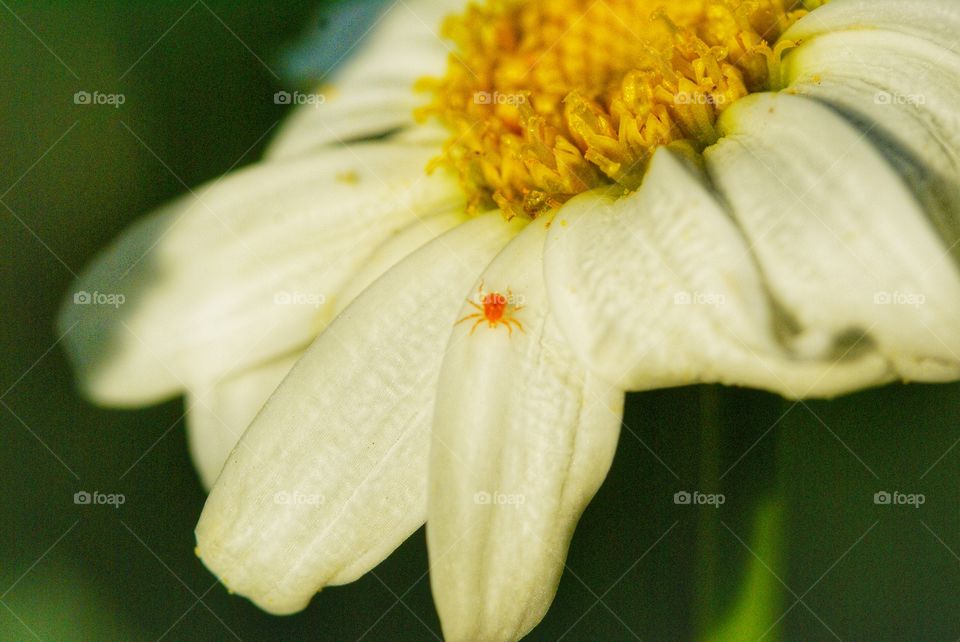 Itzy bitzy spider on leaf