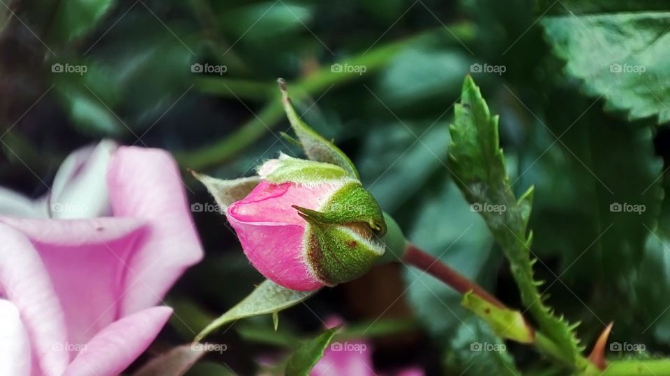 Macro photo of flower growing in the garden