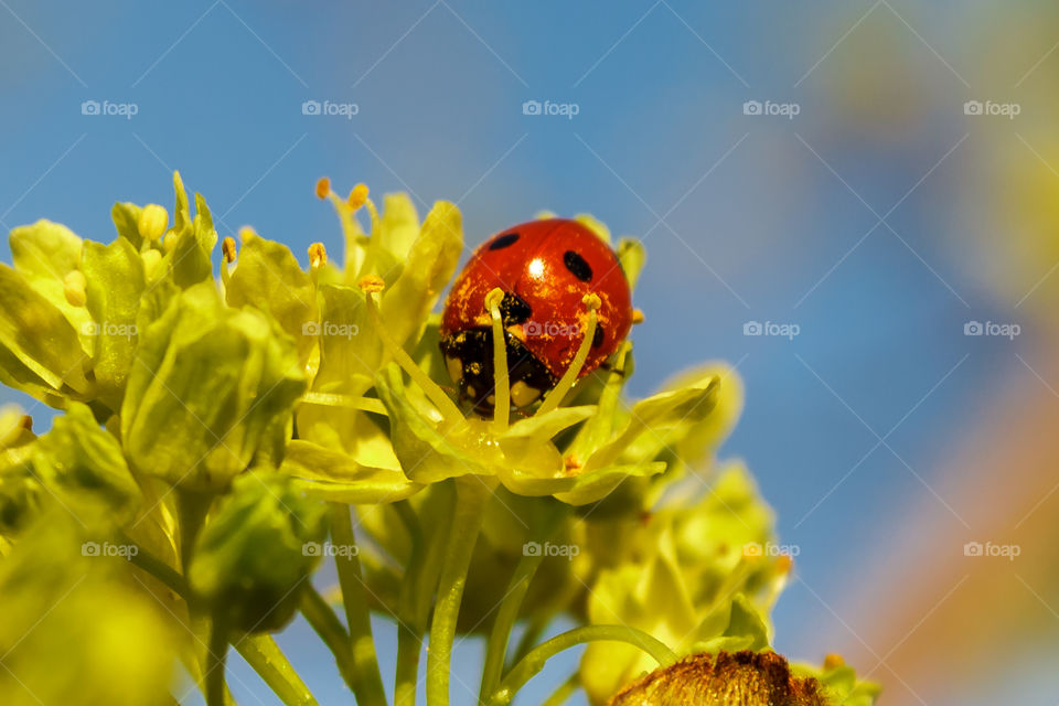 Ladybug, spring is coming