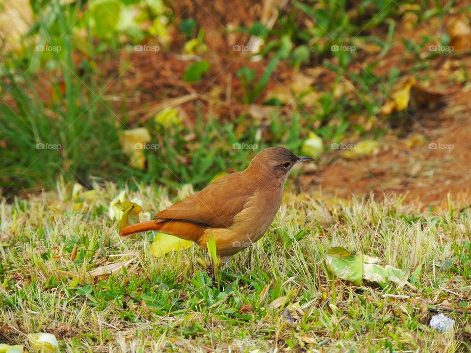 Ordinary bird, special bird