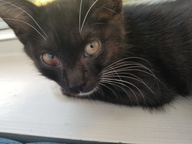Kitten