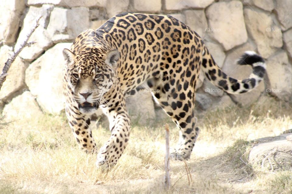 Jaguar