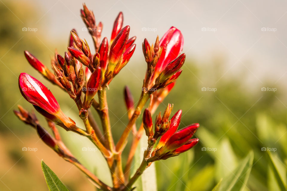 Branches of red flower and buds