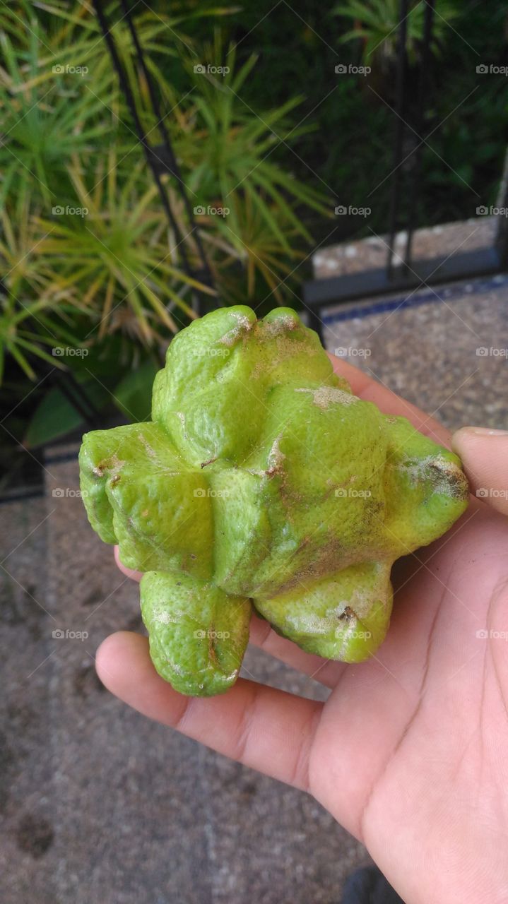 weird green lemon fruit