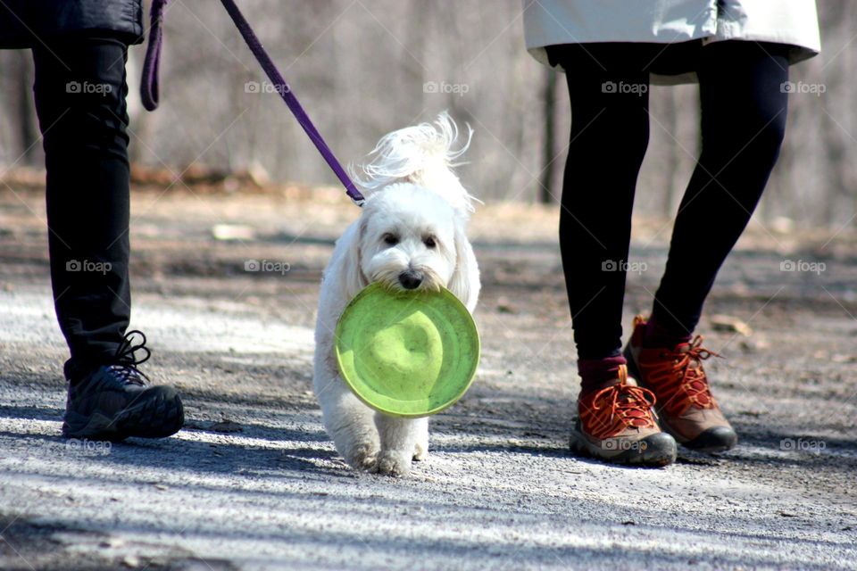 Lovers walking with puppy