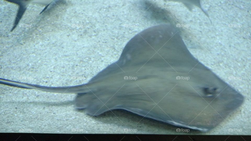 String Ray