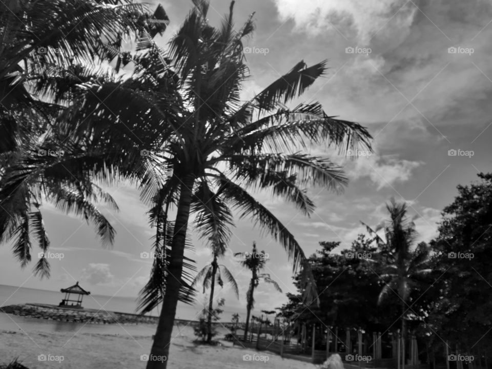 monochrome style of palm trees on the beach