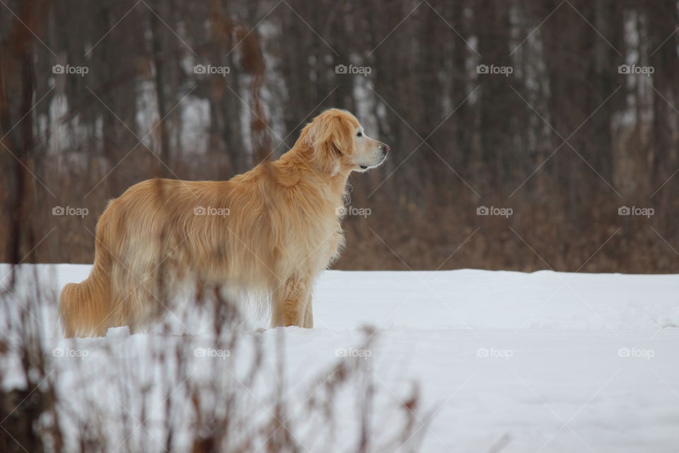portrait of a golden retriever