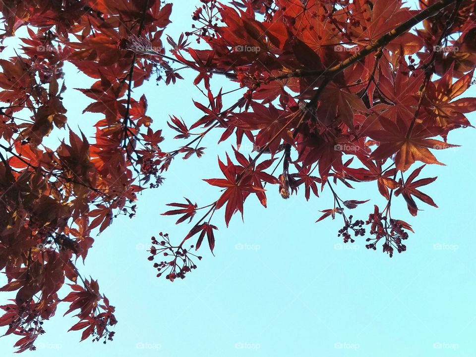 red leaves in spring in front  of blue skies.