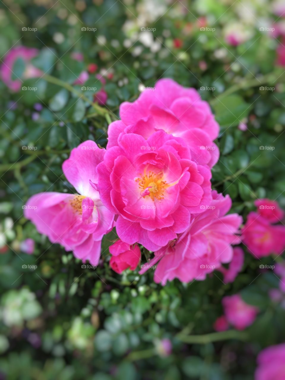 Wild Rosé 