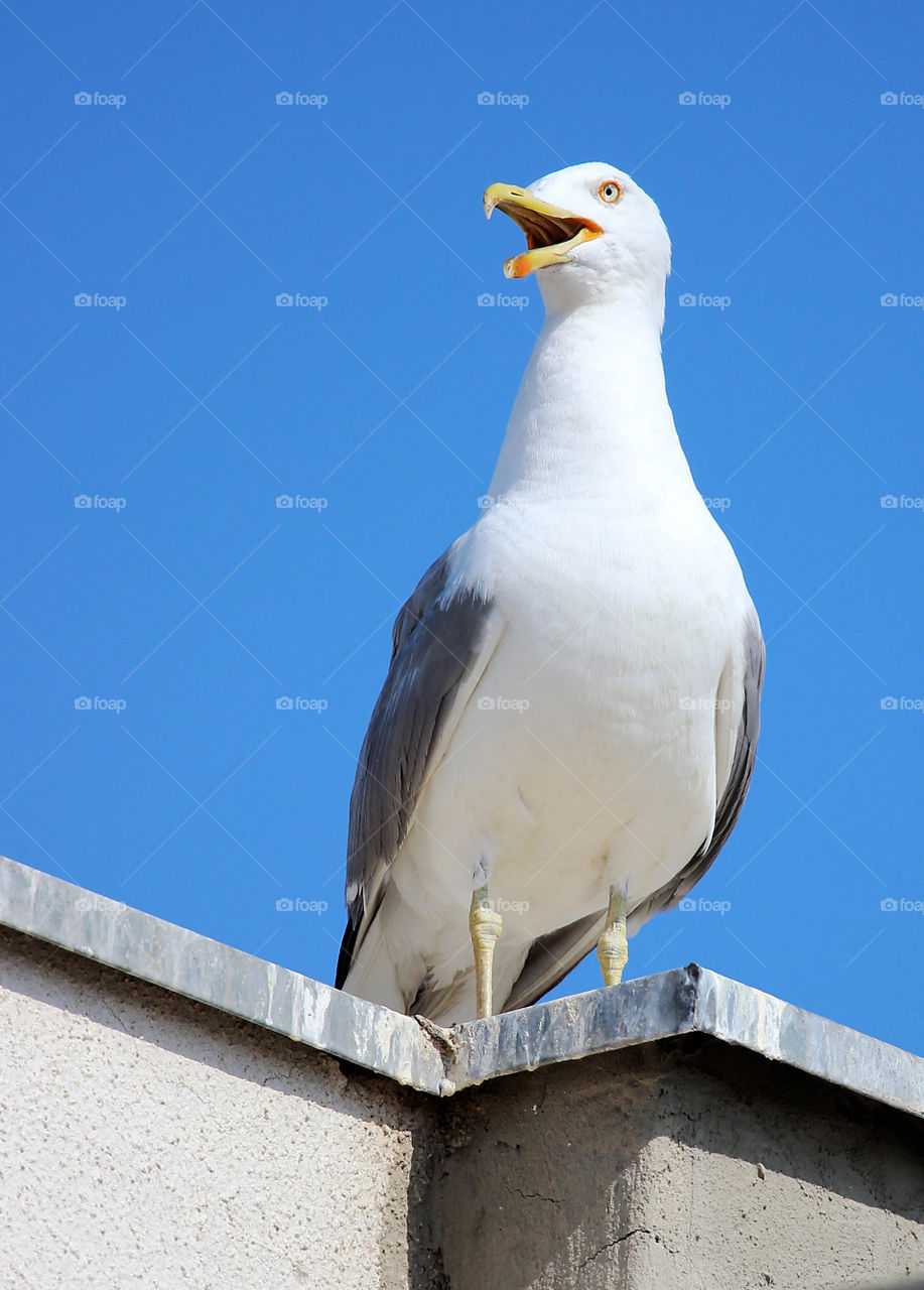 Seagull